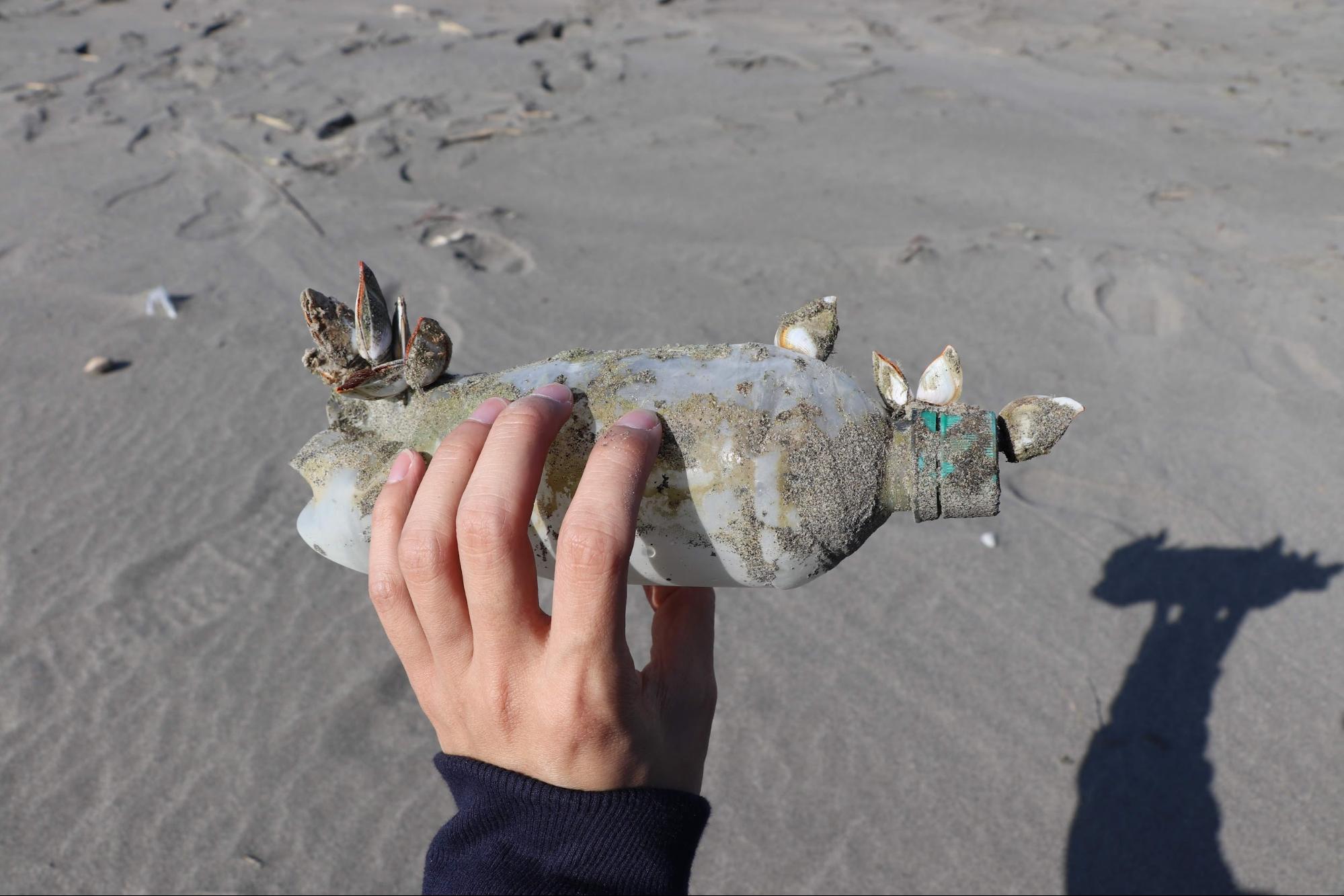 寶特瓶與貝類共存，若分解成為海洋塑膠微粒，屬於次級微塑膠