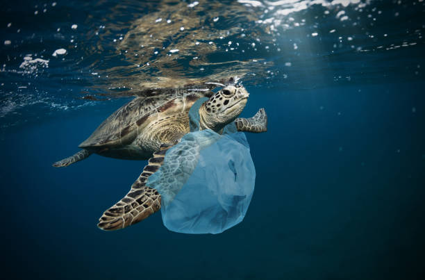 海洋垃圾清理計畫：海洋垃圾示意圖