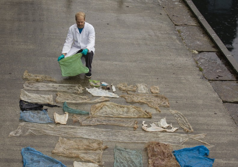 海洋汙染的舉例，從鯨魚肚子裡發現許多塑膠垃圾帶的圖片。照片來自：Universitetet i Bergen