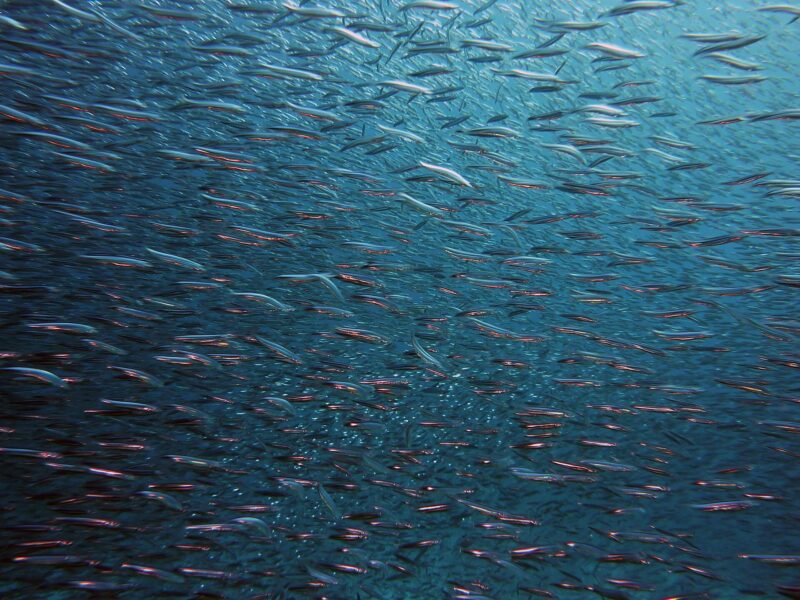 養殖漁業困境示意：魚群聚集造成的衛生安全問題